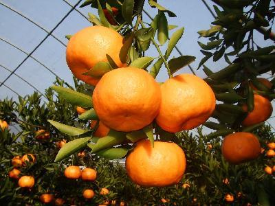 3 Kg Mandarin Orange Sacs With 6 Brix